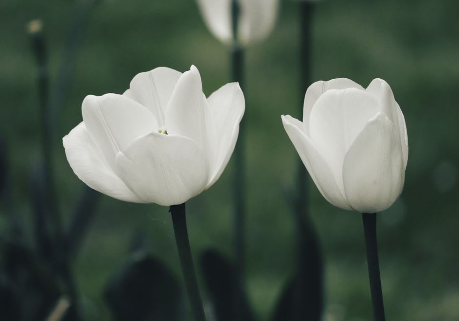 Tulipe Pixabay