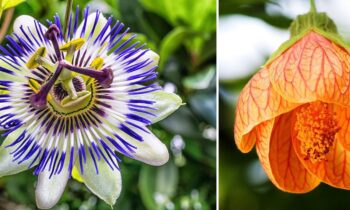 Fleurs Exotiques
