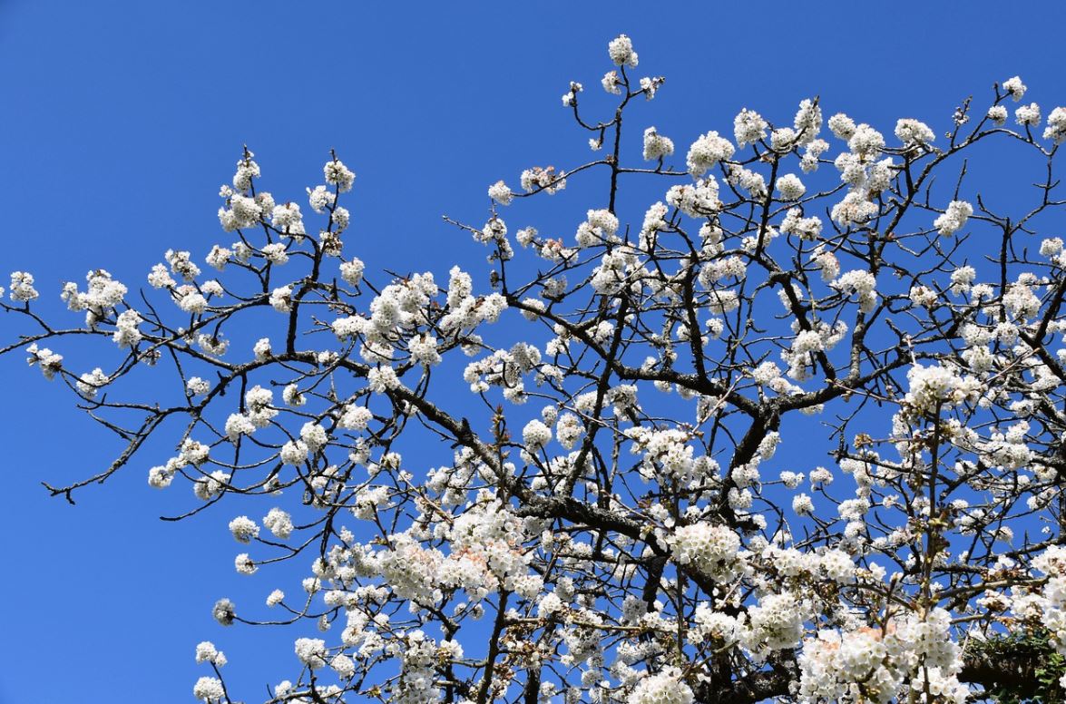 Cerisier A Fleurs