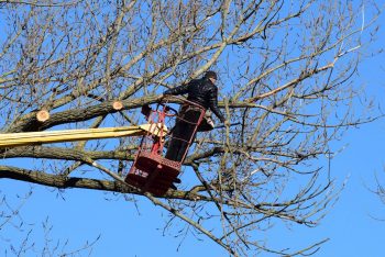 Grue Jardin