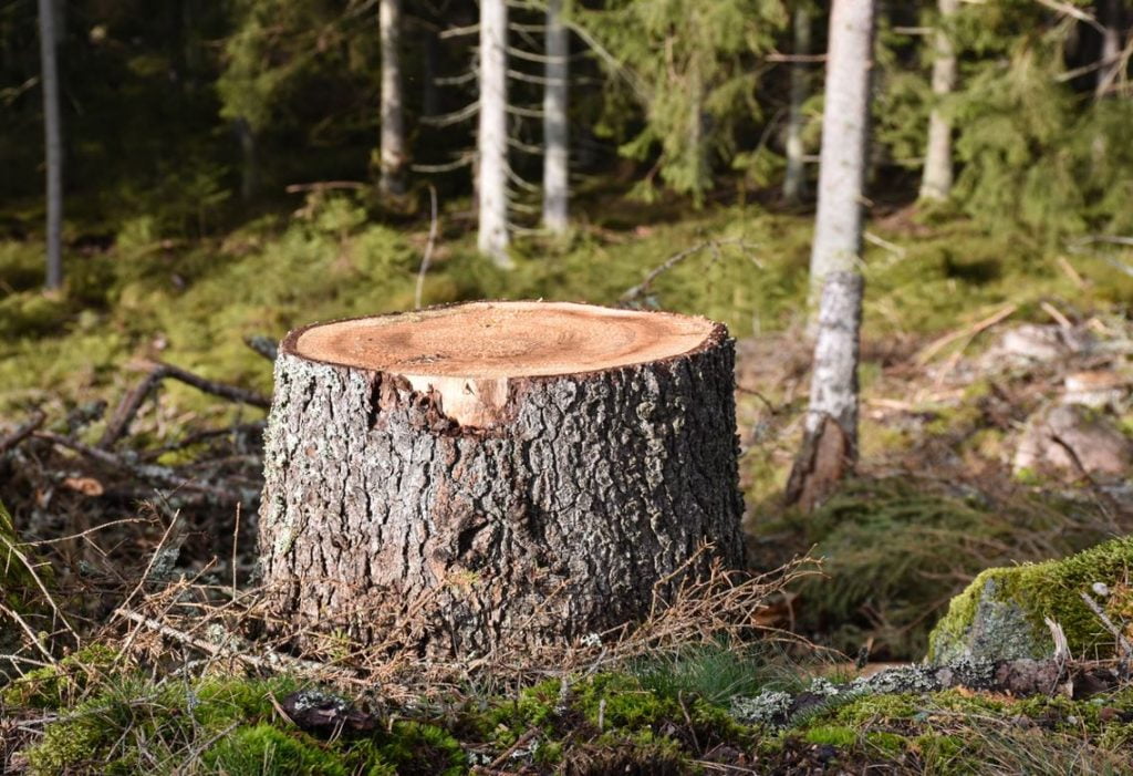 Se Débarrasser D'une Souche D'arbre
