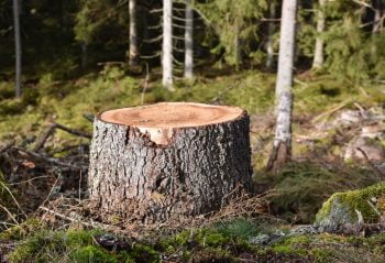 Se Débarrasser D'une Souche D'arbre