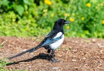 Pie Dans Le Jardin