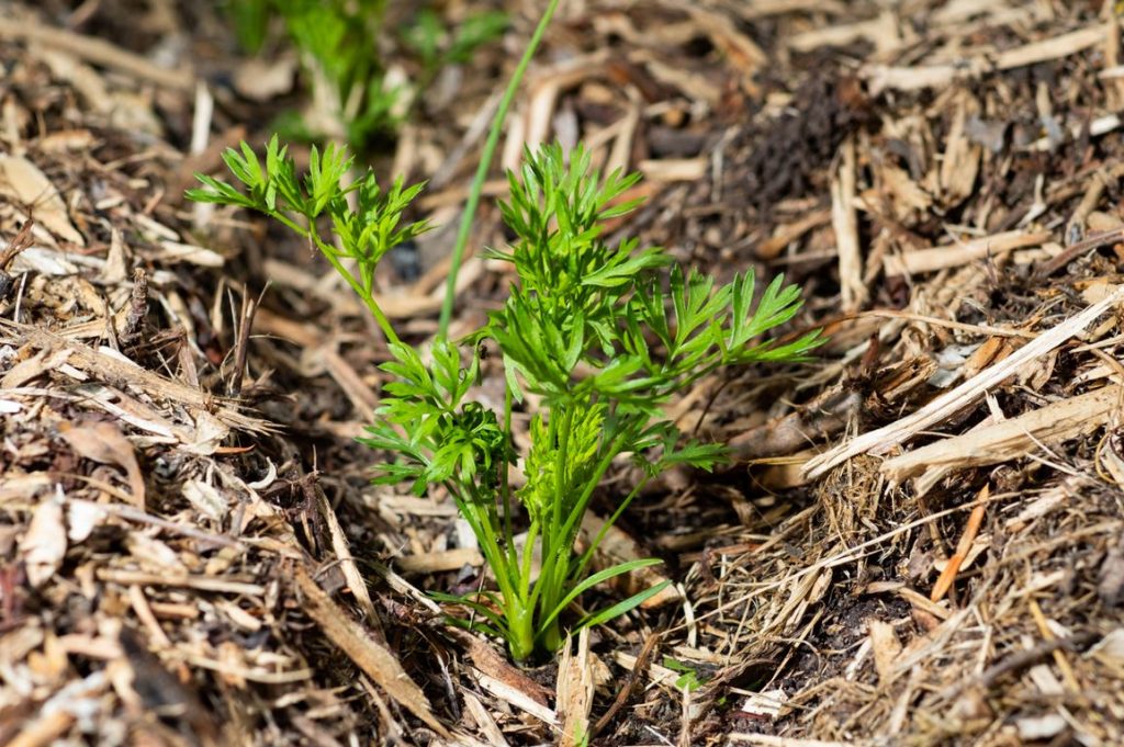 Planter Carottes