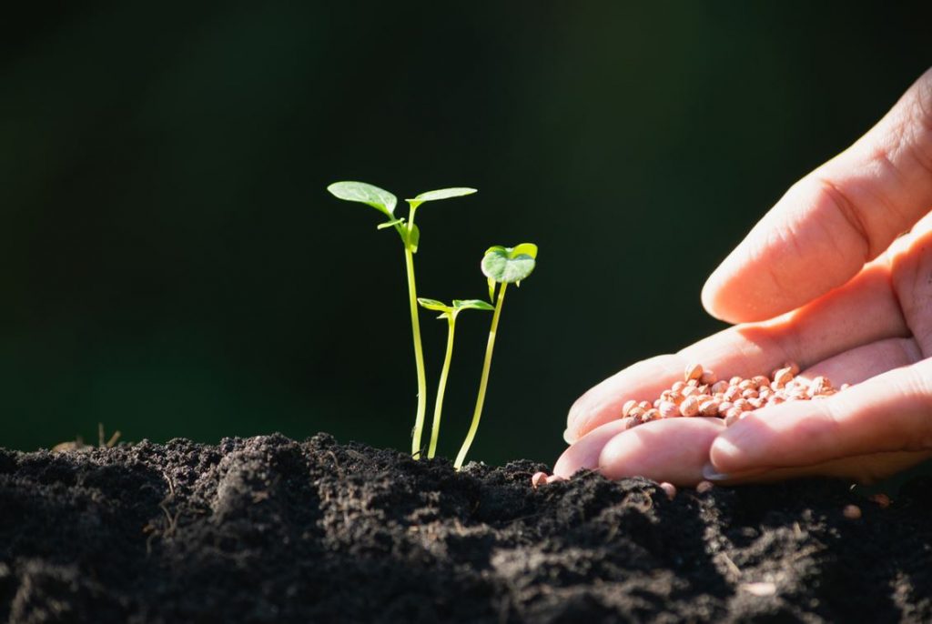 Planter Graine De Légume