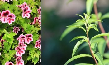 Plantes Anti Mouche