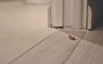 Cafard Dans La Maison