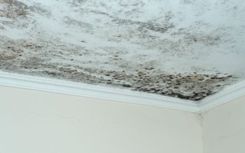 Moisissure Au Plafond