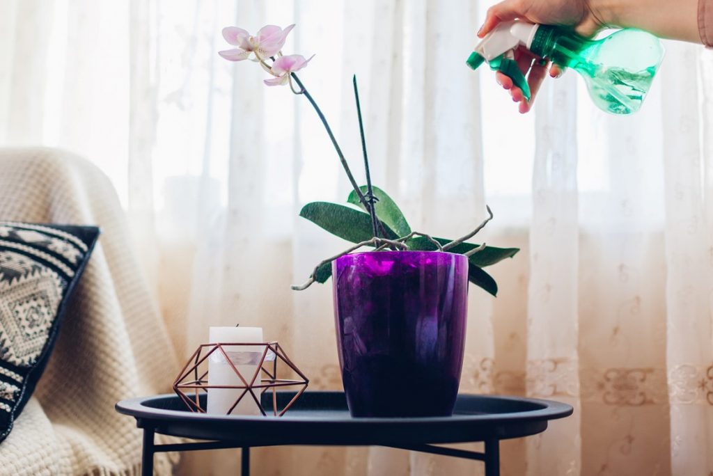 Arroser Une Orchidée