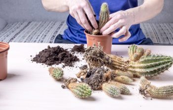 Bouturer Cactus