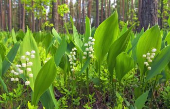 Semer Muguet