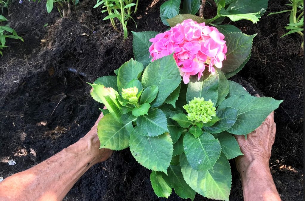 Transplanter Hortensia