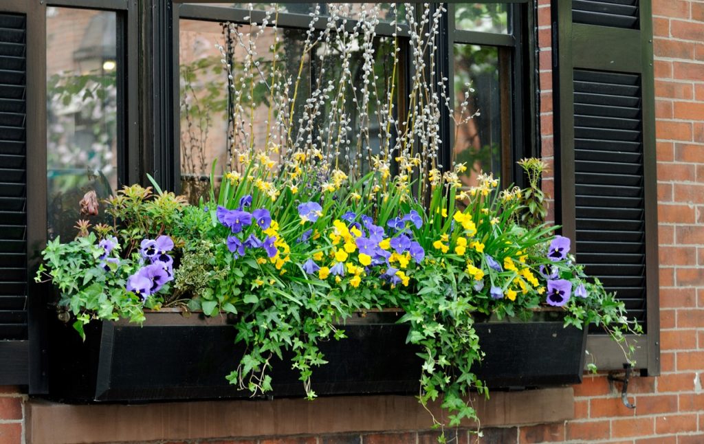 Pensées Jardinière