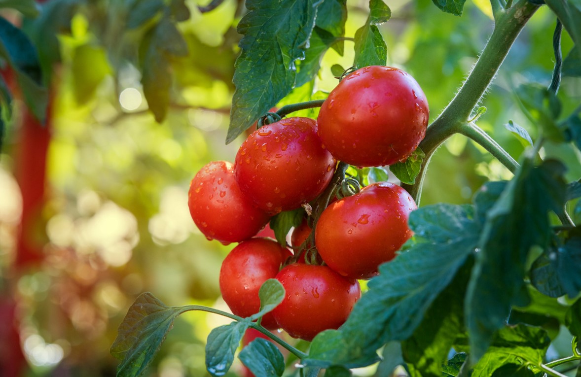 Arroser Cultiver Tomates