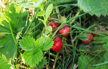 Arroser Fraisier