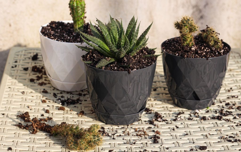 Planter Succulentes