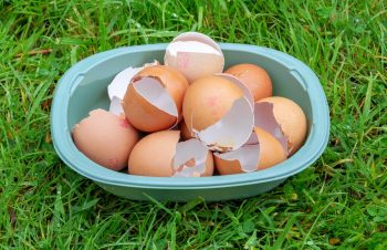 Coquilles Oeuf Jardin