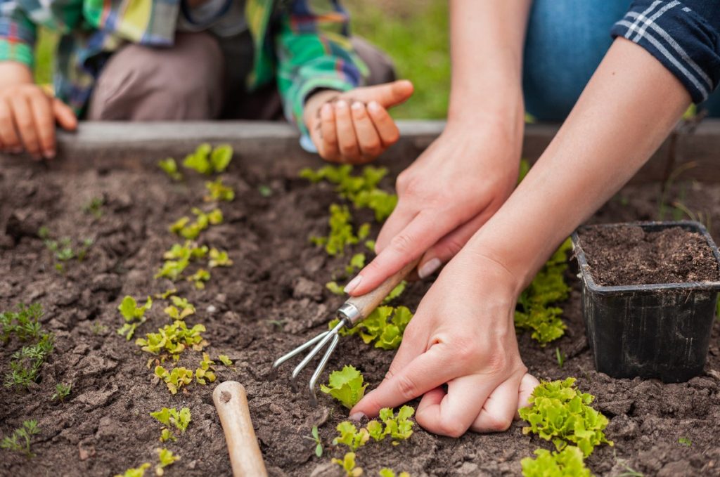 Comment Organiser Potager