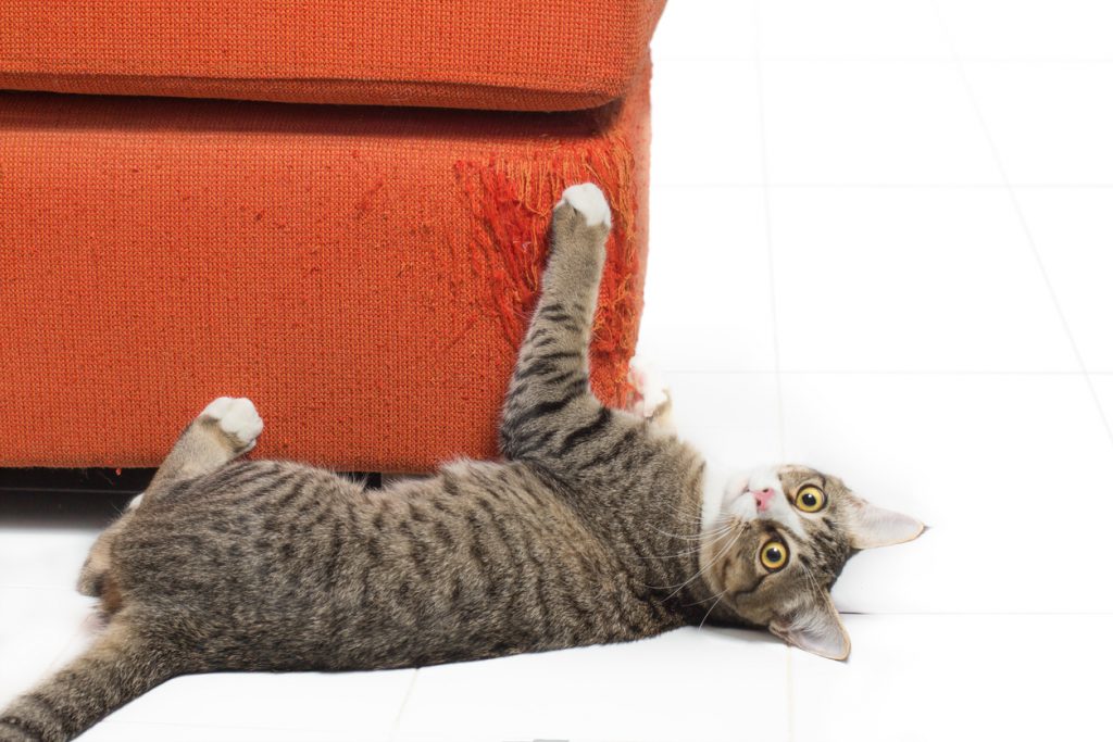 Chat faisant ses griffes sur un canapé orange