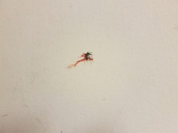Trace de mousitque écrasé sur le mur blanc
