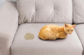 Chat rous à fait pipi sur le canapé