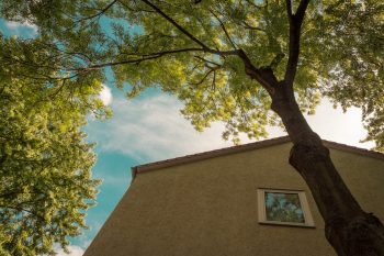 Arbre Voisin