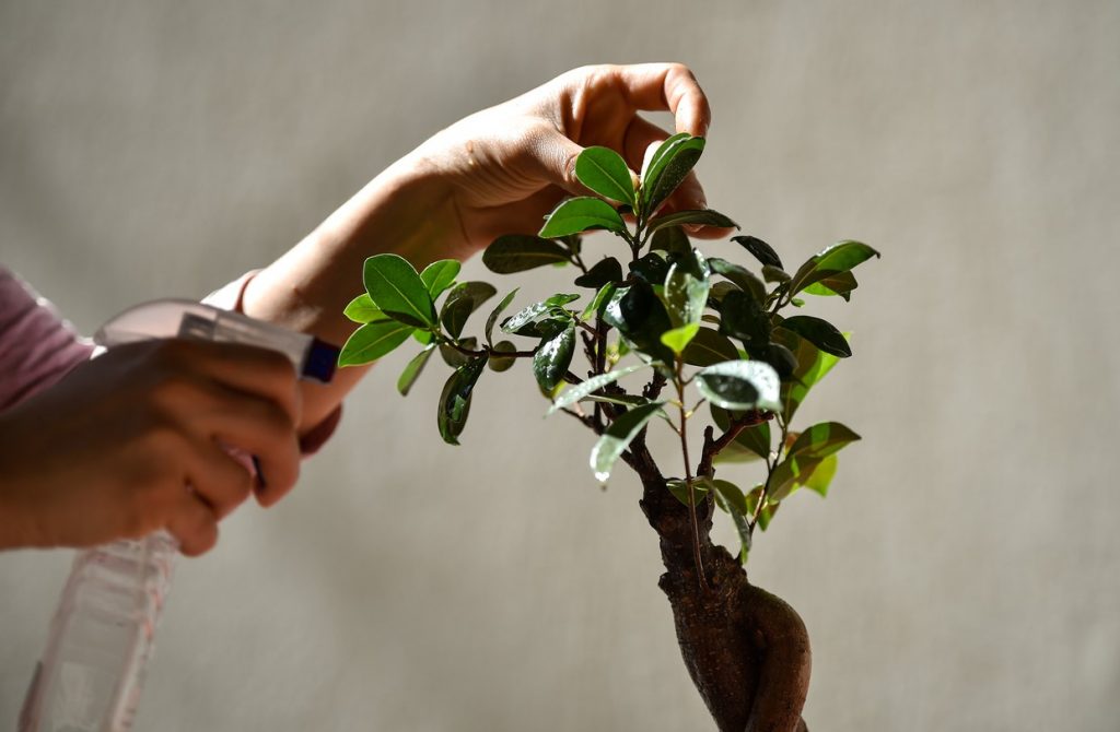 Arroser Bonsai