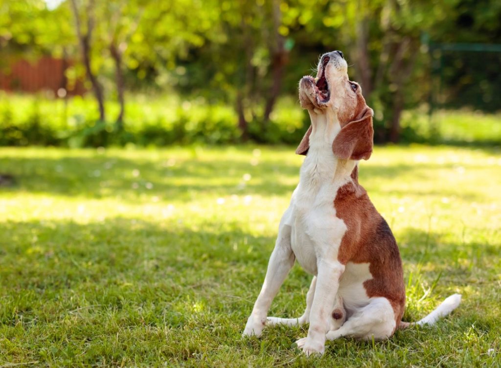 Chien Du Voisin Aboie Toute La Journée