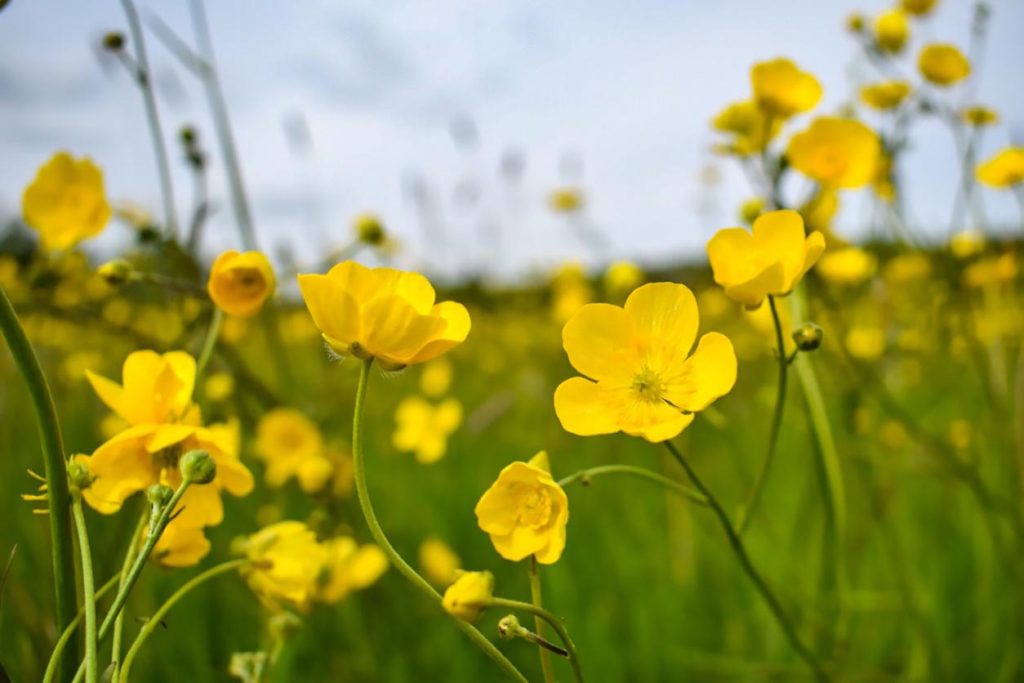 Boutons d'or dans la nature