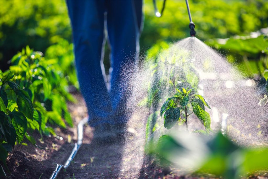 Agriculteur pulvérisant sur des plantes vertes de légumes dans le jardin avec des pesticides