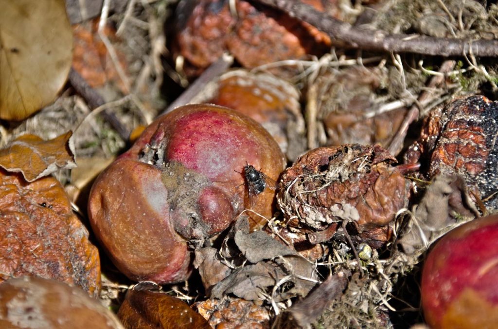 Mouche posée dans un compost