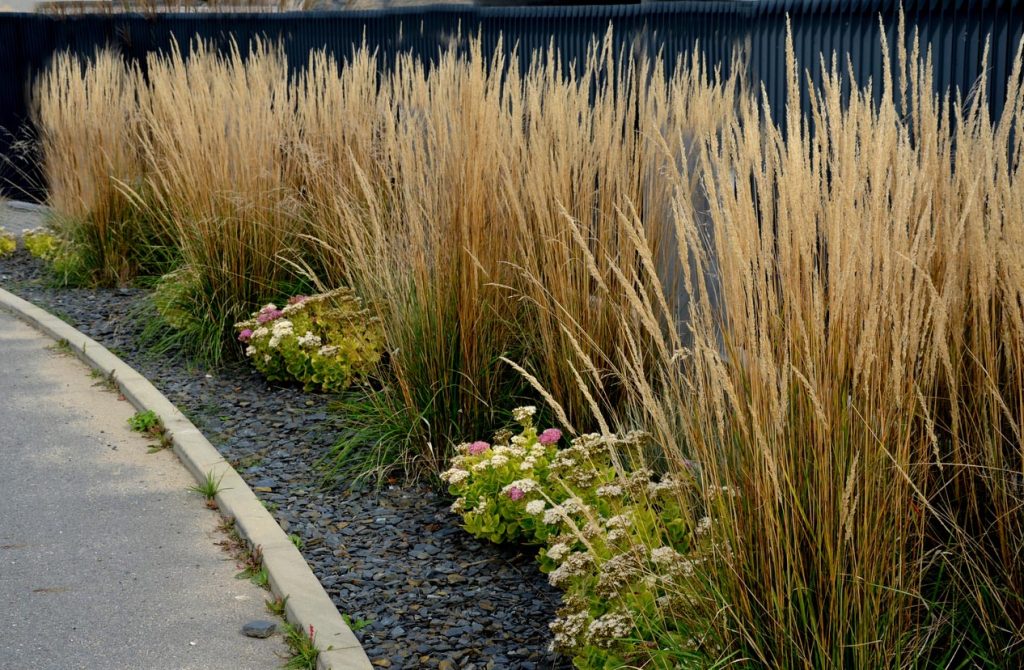 Plantes avec paillage mineral dans le jardin