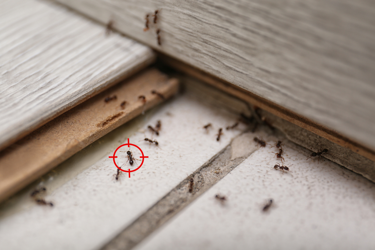 colonie de fourmis ciblé dans la maison