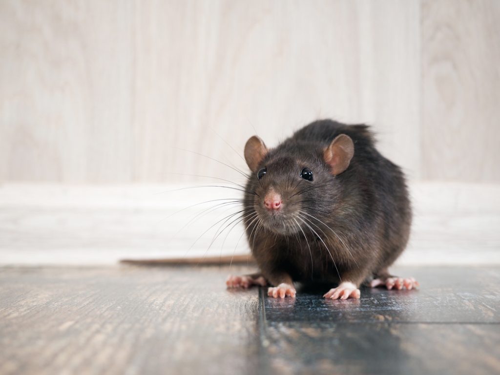 Petit rat dans la maison