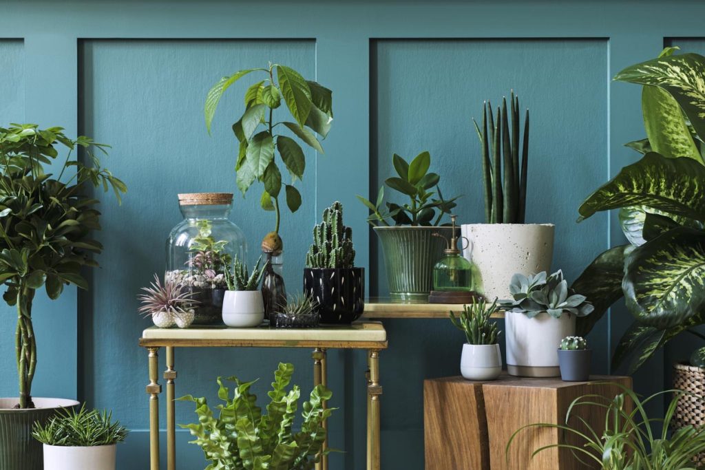 Plantes d'interieur