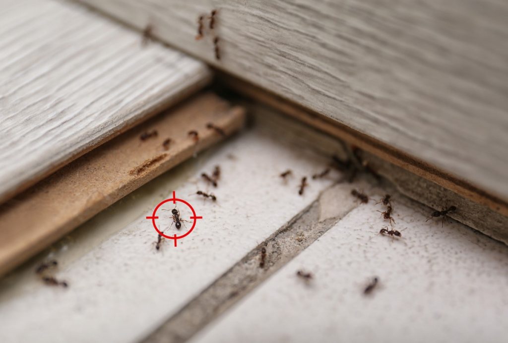 Loigner Les Fourmis