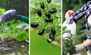 3 Images Représentant Le Jardin, Arrosage, Altise Et Pulvérisateur