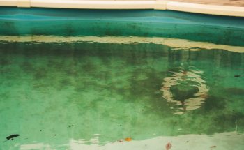 Algues Piscine