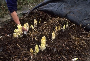 culture de l'endive