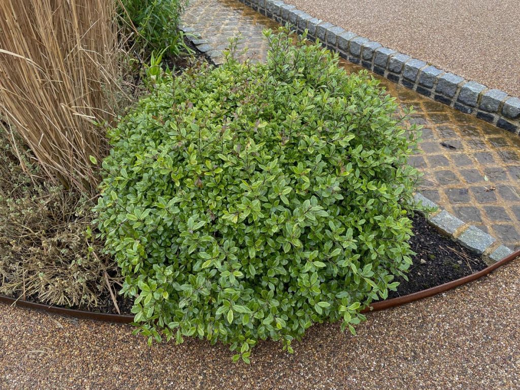 Pittosporum dans un jardin