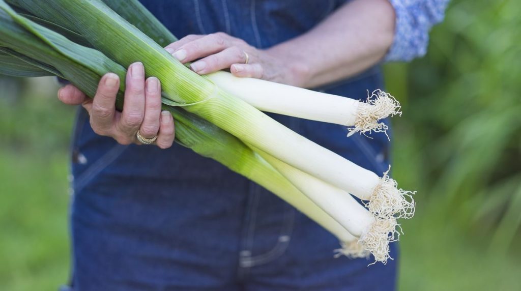 Jardinier Qui Teint Une Poignée De Poireaux Dans Ses Mains