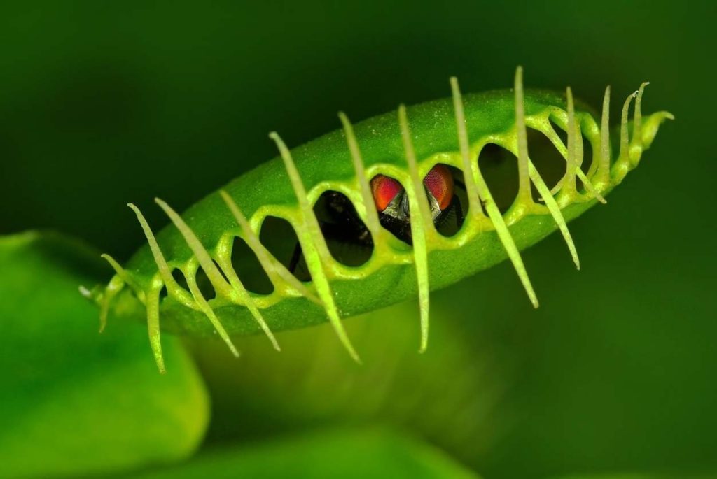 plante carnivore fermée