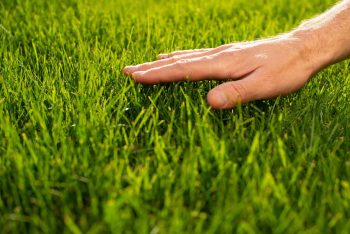 main touchant la pelouse